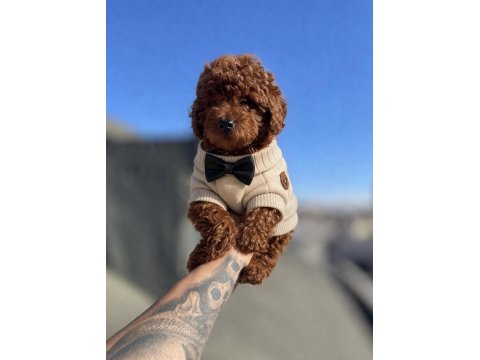 Red Brown Toy Poodle
