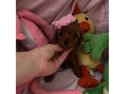 Teacup Ve Toy Poodle 1.5 Aylık Irk Garantili