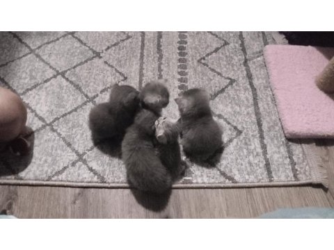 Haziran Teslim Yavru Kediler