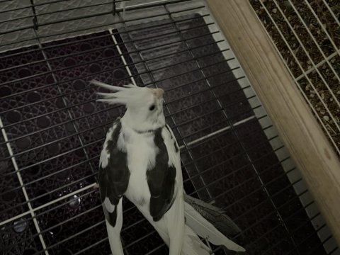 2025 Bilezikli Erkek Mutasyon Sultan Papağanı