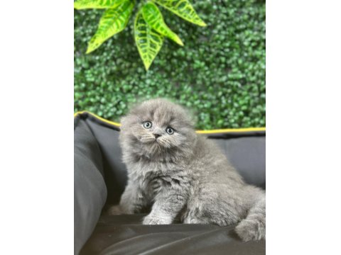 A Kalite Scottish Fold Ayı Surat Yavrumuz
