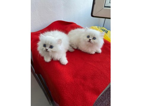 British Ve Scottish Kediler