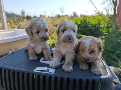 Yeni Yuvaya Hazır 5 Erkek Maltipoo Yavrumuz