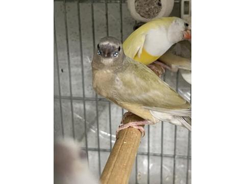 Goldian Finch Yavrular