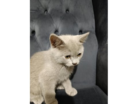 Oyuncu British Shorthair Ponçikler