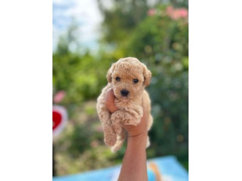 Safkan Poodle Yavruları