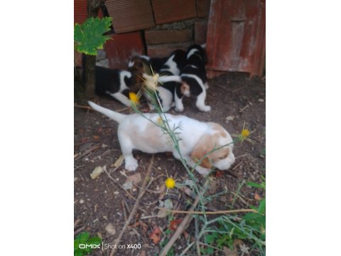 Şampiyon Soyundan Beagle Yavrular