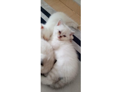 Safkan British Shorthair Anne Ve Babadan Olma Minik Yürekler