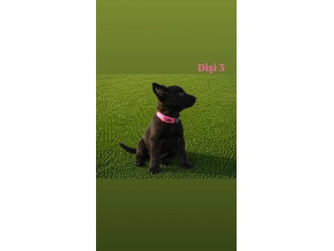 Şampiyon Malinois Yavruları Sağlık Ve Irk Garantili