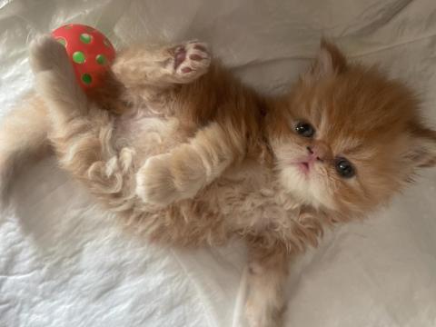 Garfield Egzotic Yavru Kediler