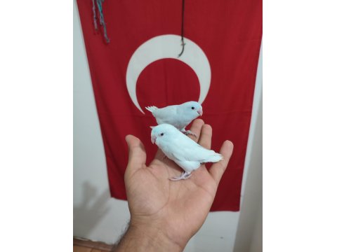 Forpus Papağanı Yavrular