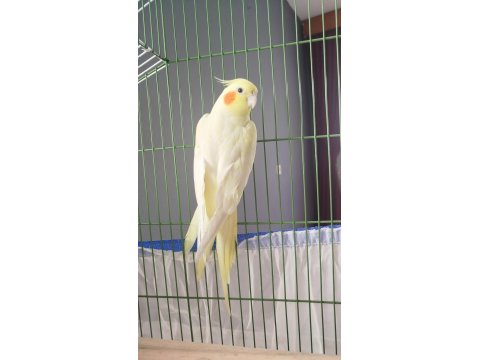 Sultan Papağanımı Takas Yapmak İstiyorum