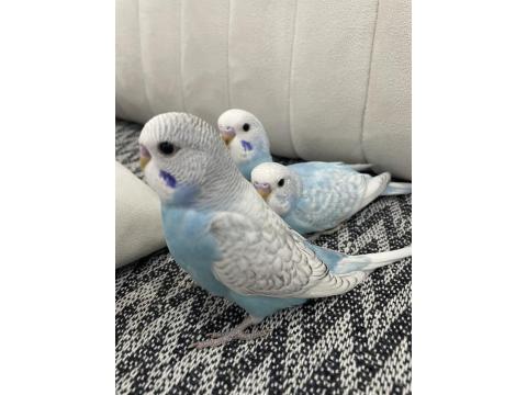 Yeni Yeme Düşmüş Erkek Muhabbet Kuşları
