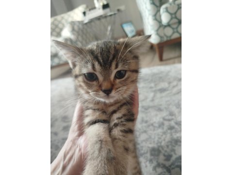 British Shorthair Fıstık Yeni Yuvasını Arıyor