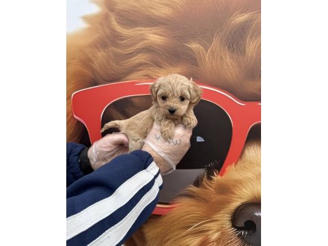 Babyface Maltipoo Yavrularımız