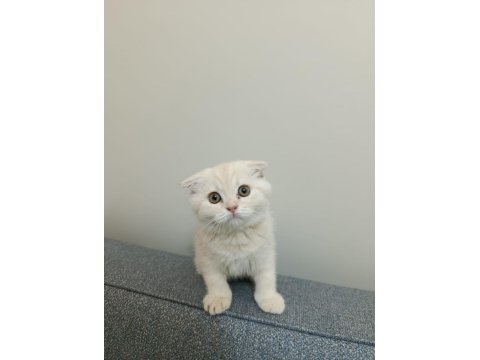 2 Aylık Özel Cream Renk Scottish Fold
