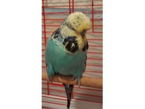 Show Jumbo Erkek Muhabbet Kuşu