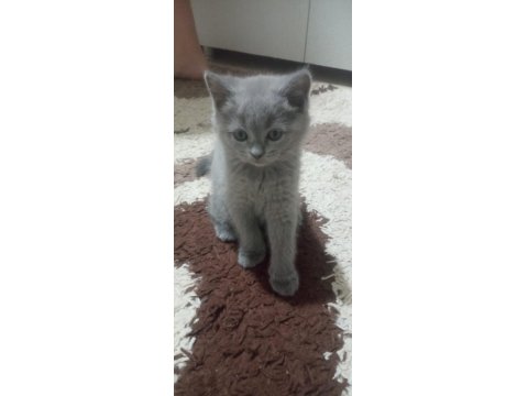 2 Aylık British Shorthair Dişi