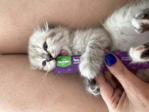 Scottish Fold Pamuğumuz Yeni Yuvasını Arıyor!