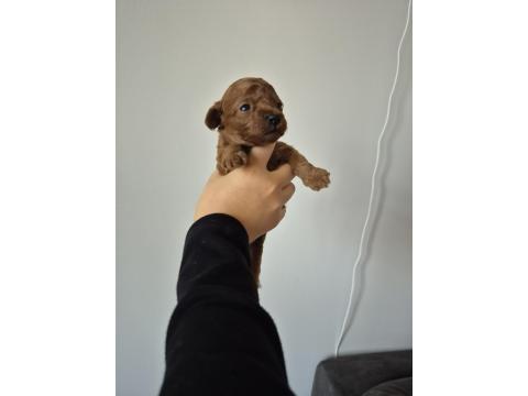 Orjinal Poodle Yavrular