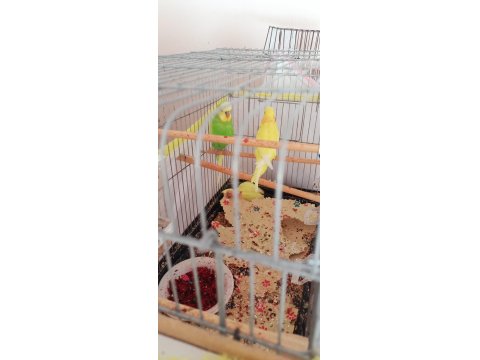 Yavru Ve Yetişkin Çift Muhabbet Kuşu