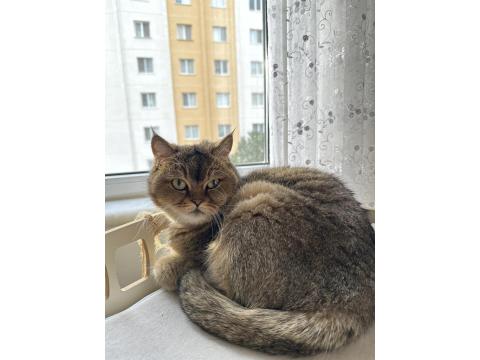 Bademe Sevgi Dolu Kedimize Yuva Arıyoruz