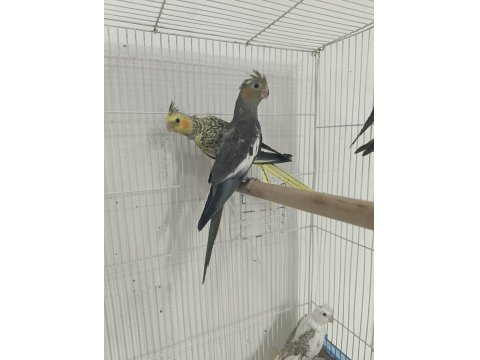 2 Aylık Evcil Yeme Düşmüş Sultan Papağanı Yavrular