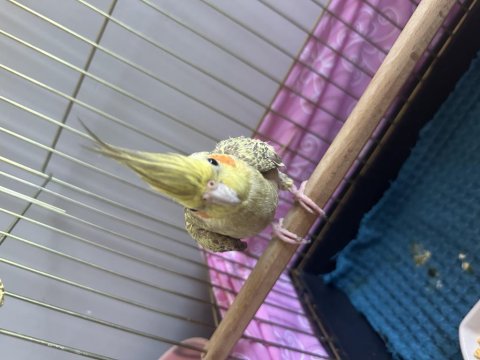 Ev Kuşu Alaca Bakamıyor O Yüzden Vereceğim