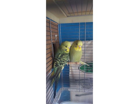 Öğretmenden Evde Beslenen Bakımlı Muhabbet Kuşları