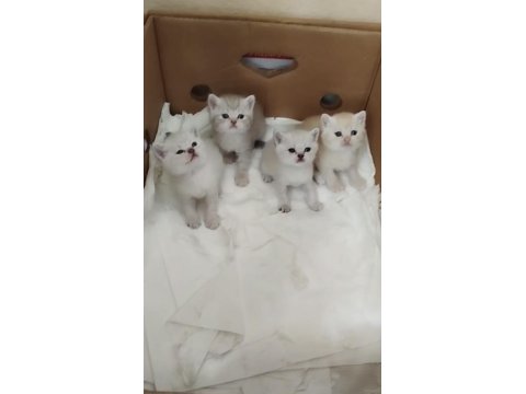 British Shorthair Yavru Kedimiz