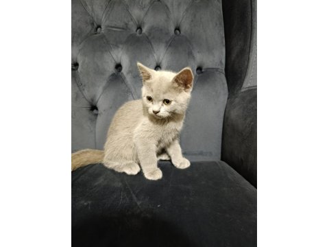 Oyuncu British Shorthair Ponçikler