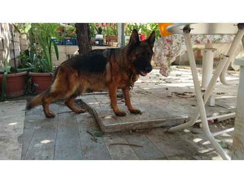 Alman Kurdu Yavrularımız