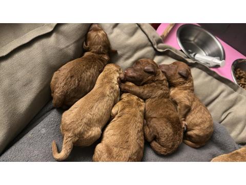 Sevimli Poodle Yavrularım