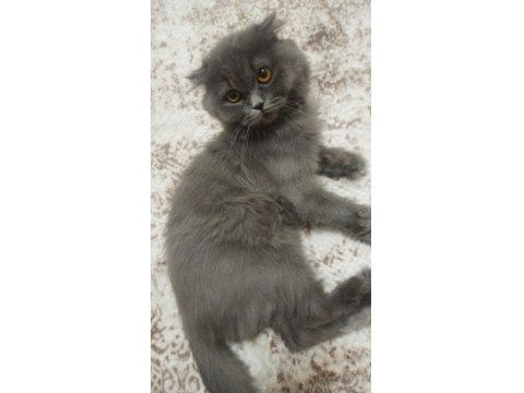 British Longhair Kedilerimiz 2 Tane