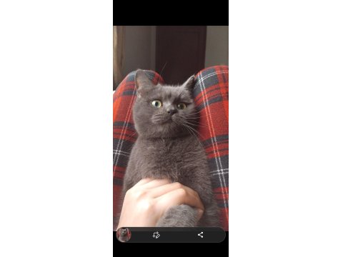 Acil Sahiplendirme Kedimiz