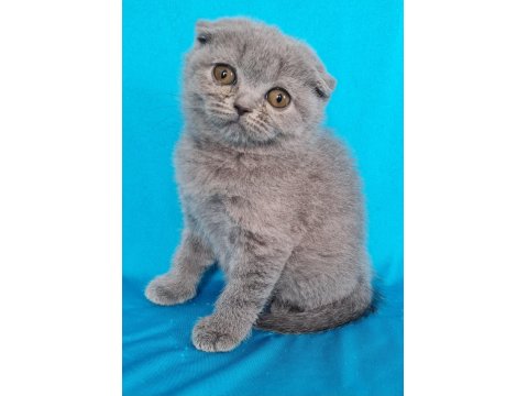 Scottish Yavrular Sahibinden