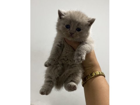 Scottish Fold Bebekler