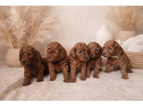 A Kalite Kıvır Kıvır Poodle Yavrularımız