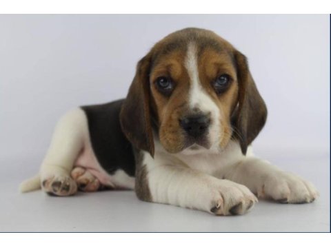 Dünya Tatlısı Beagle Yavruları