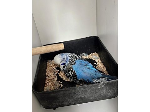 25Li Jumbo / Show Jumbo Takım Muhabbet Kuşlar