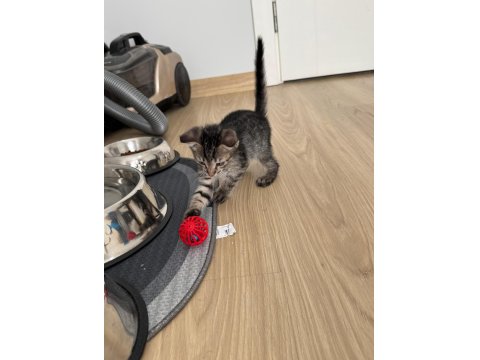 Güzel Kızımın Biricik Scottish Fold Yavruları