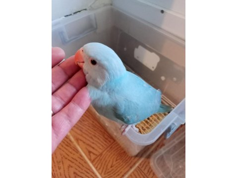 El Besleme Pakistan Papağanı Diğer Gemlik