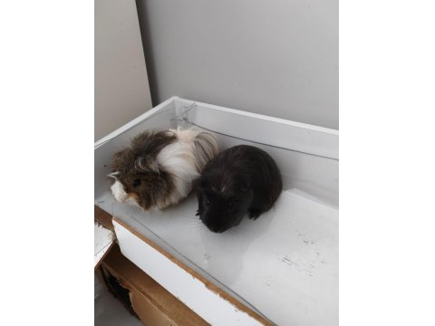 Amerikan Ve Meksikan İki Dişi Ginepig