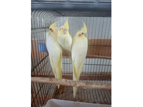 Balıkesir Yavru Ve Yetişkin Ev Üretimi Sultan Papağanı