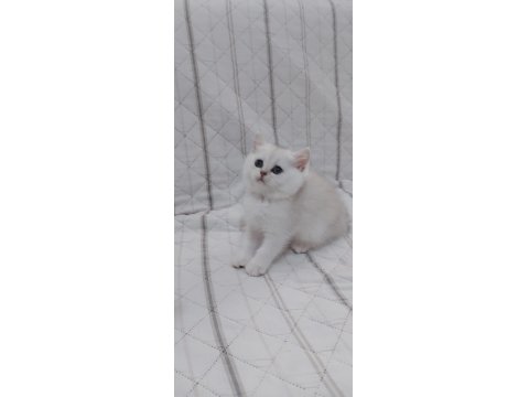 British Shorthair 50 Günlük Yavrular