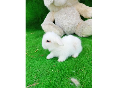 Hollanda Teddy Lop Tavşan Yavrularımız
