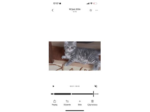 Pamuk Prenses Scottish Straight Sıcak Bir Yuva Arıyor