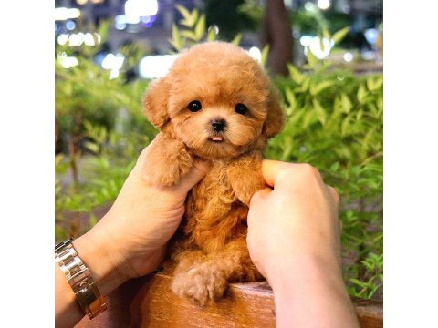 Toy Poodle Yavrular (Ücretsiz Değildir)