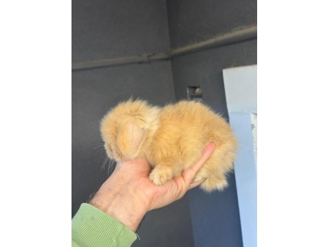 Hollanda Cüce Ve Mini Lop Tavşan Her Yere Gönderim Var