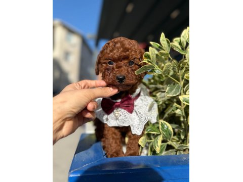 Safkan Toy Poodle Yavru Köpekler
